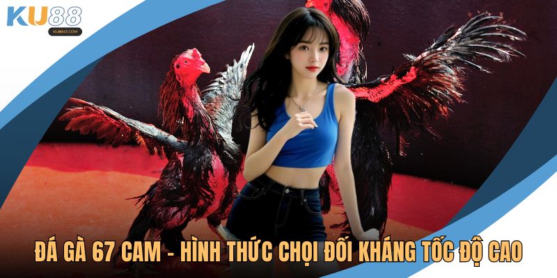 Đá gà 67 cam