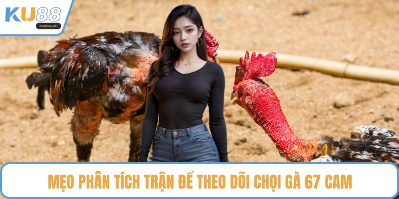 Mẹo phân tích trận để theo dõi chọi gà 67 cam