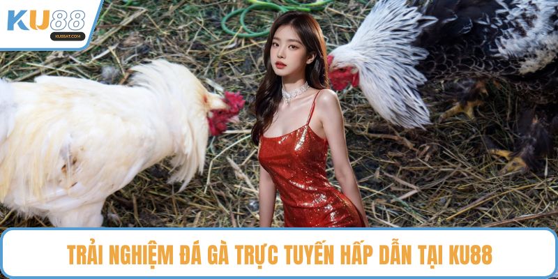 Trải nghiệm đá gà trực tuyến hấp dẫn tại KU88